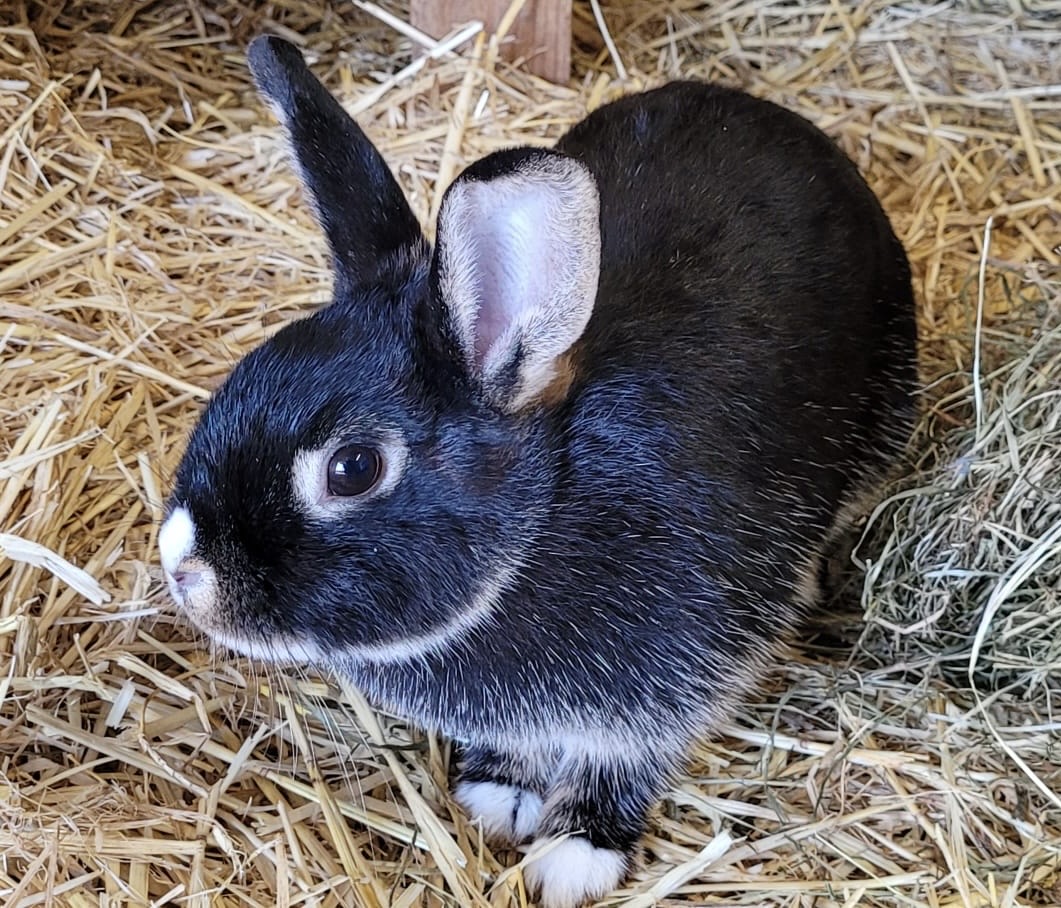 Gwendolin Löwenherz