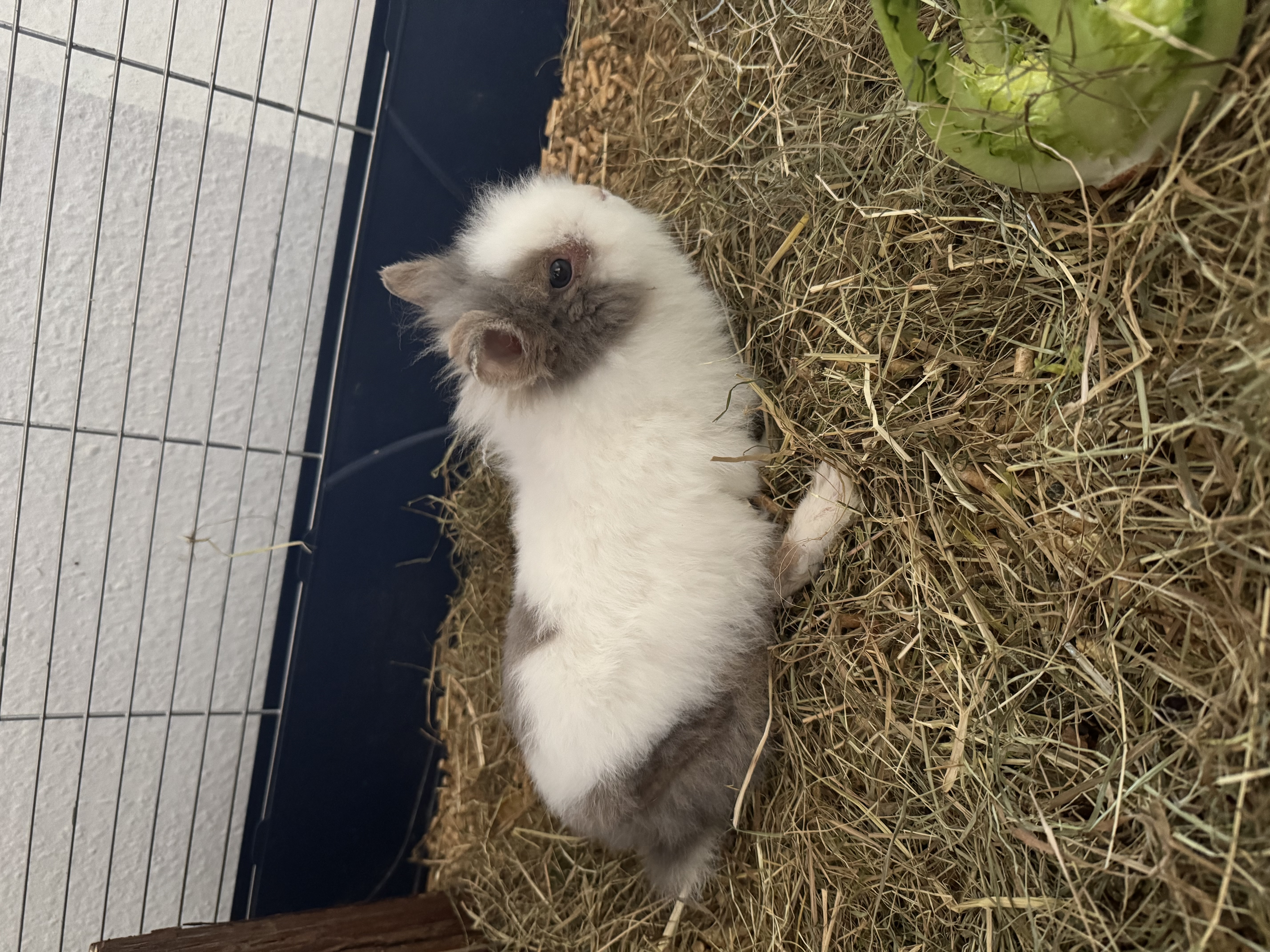 Milli (Kleine Maus mit Handicap)