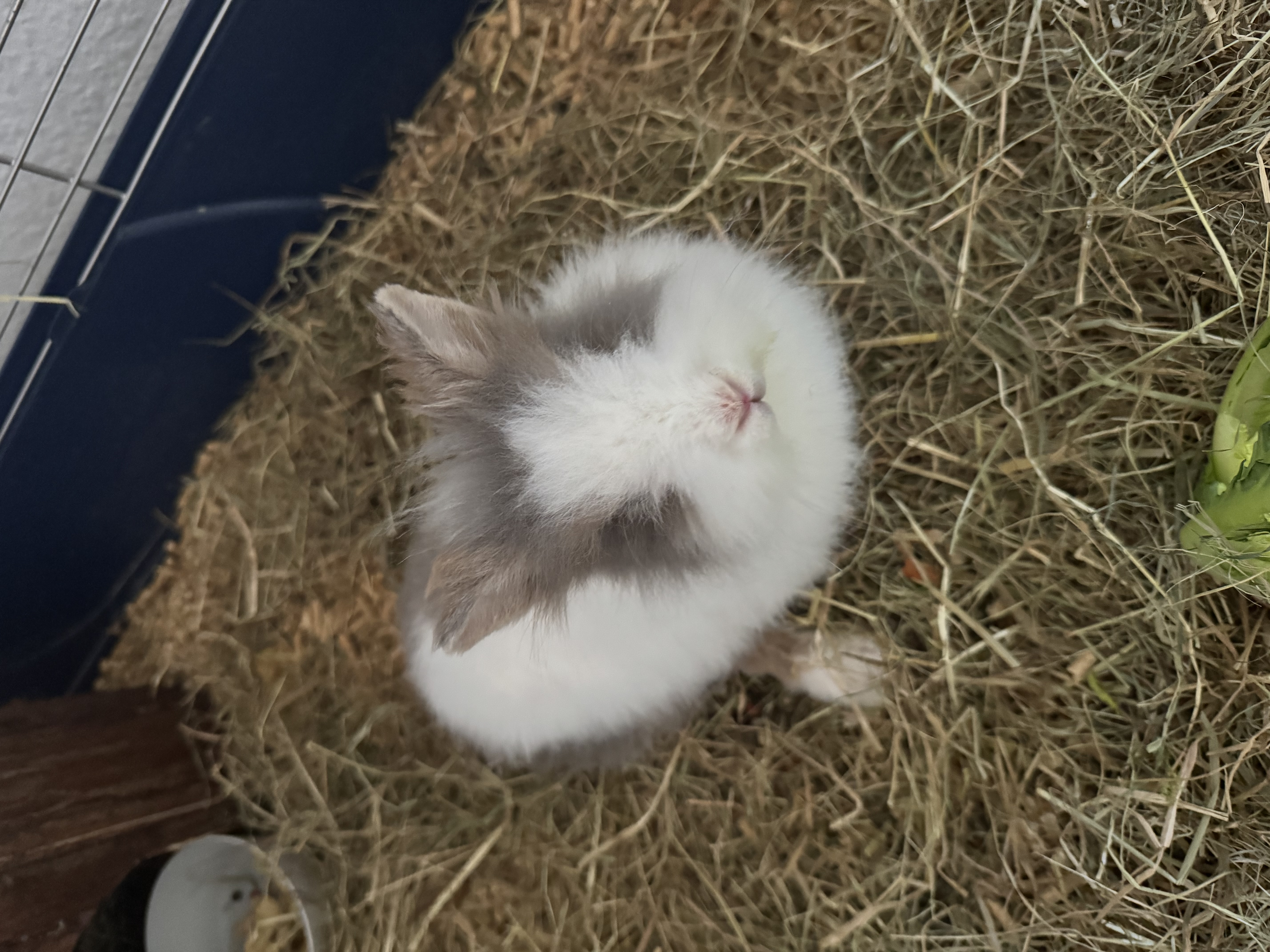 Milli (Kleine Maus mit Handicap)