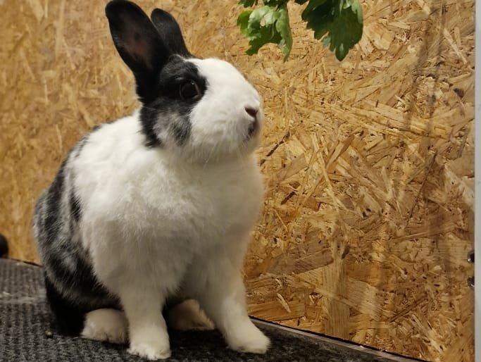 Rambo