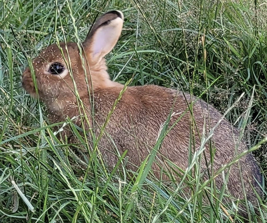 Romy Hase