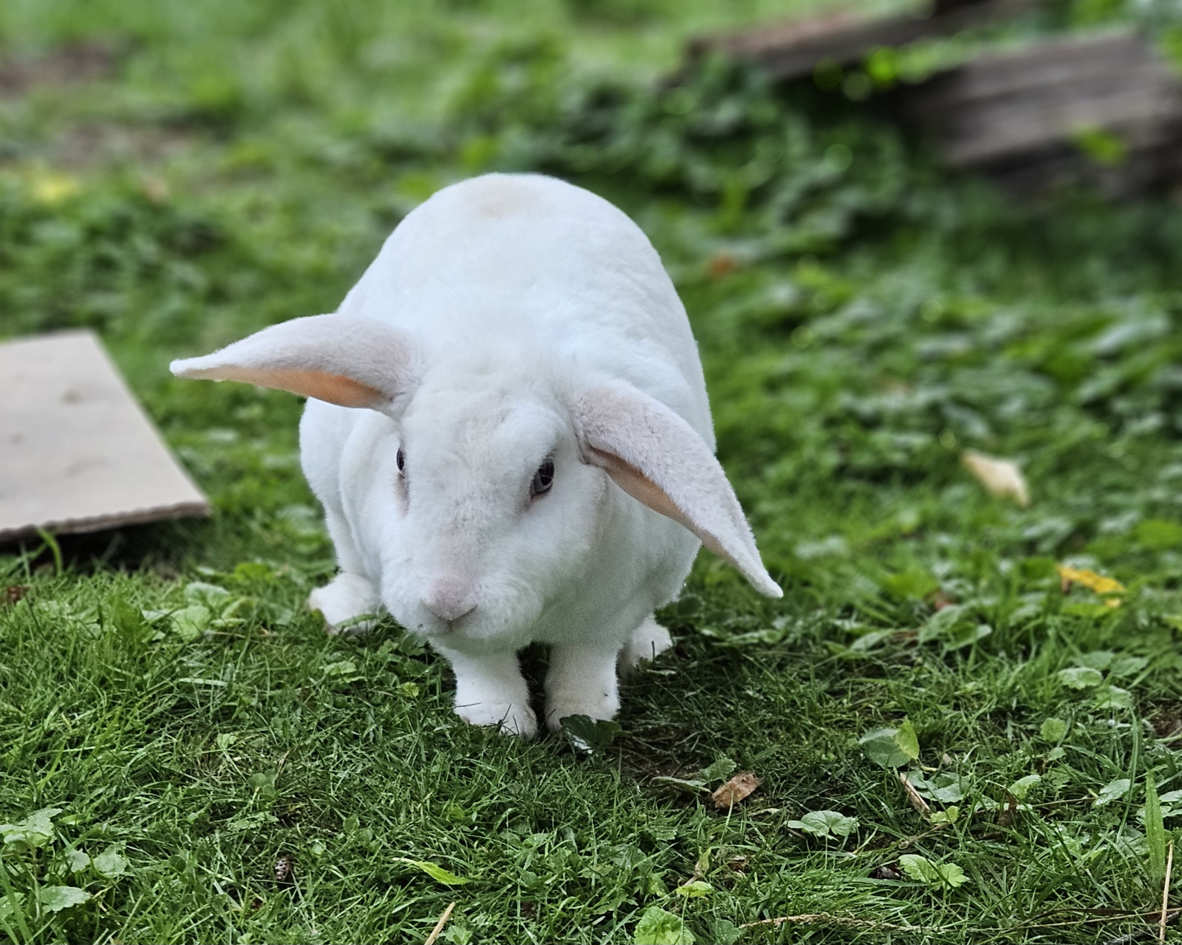 Tilda (EC- Kontakttier)