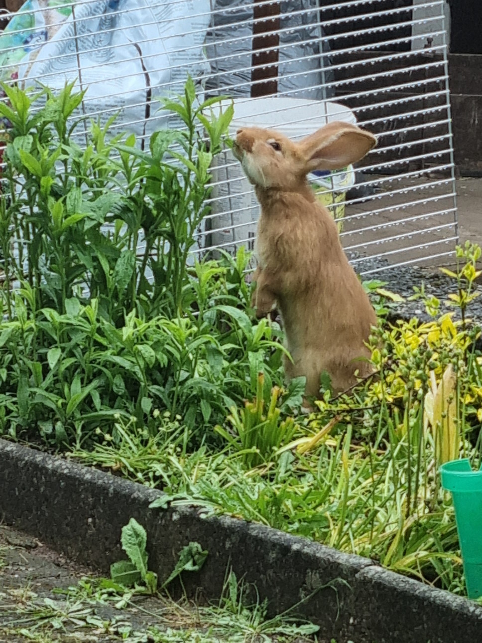 Kaninchen auf zwei Beinen beim Essen