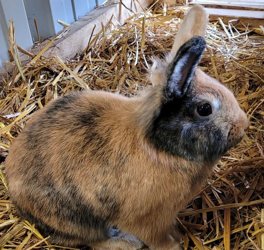 Gustav