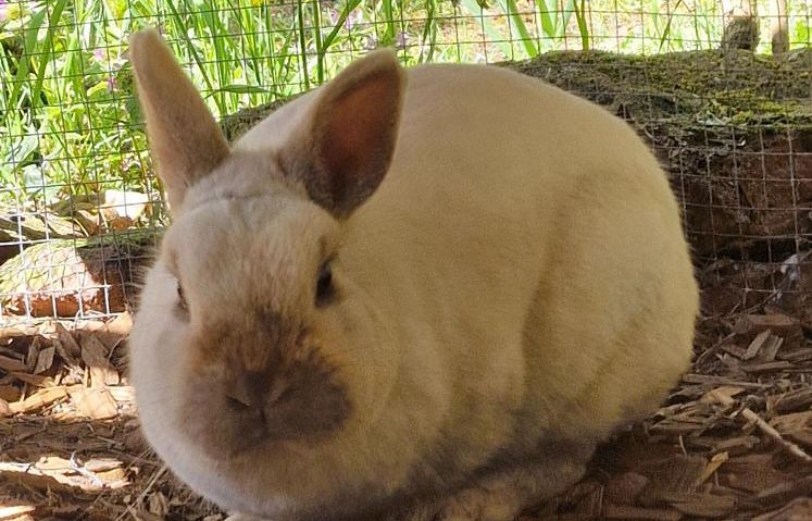Hugo