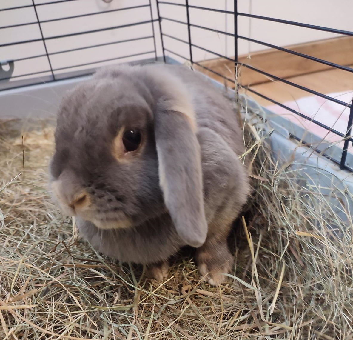 Lila