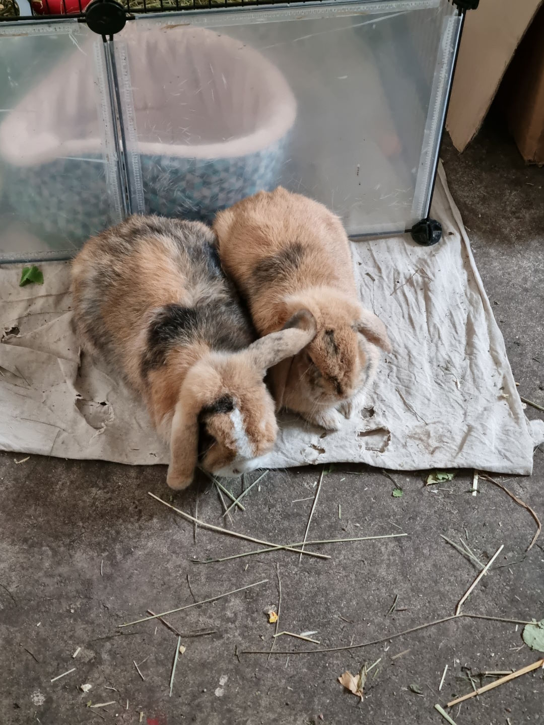 Klara und Lucky