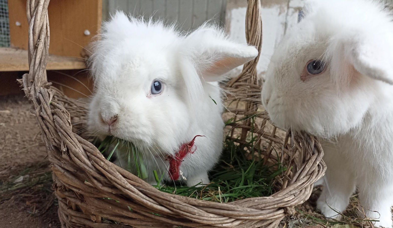 Max und Moritz