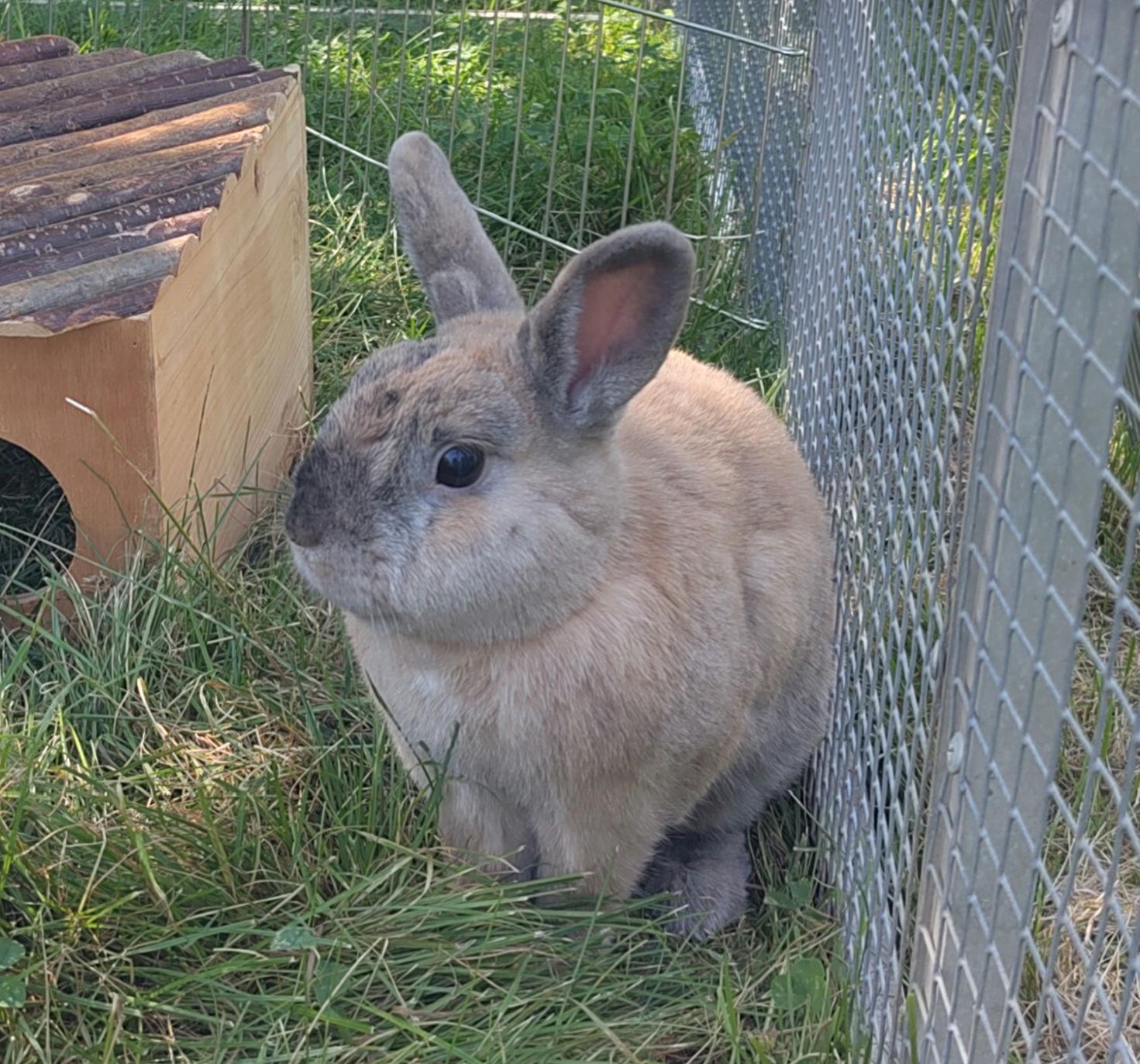Pino