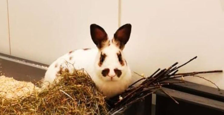 Theo