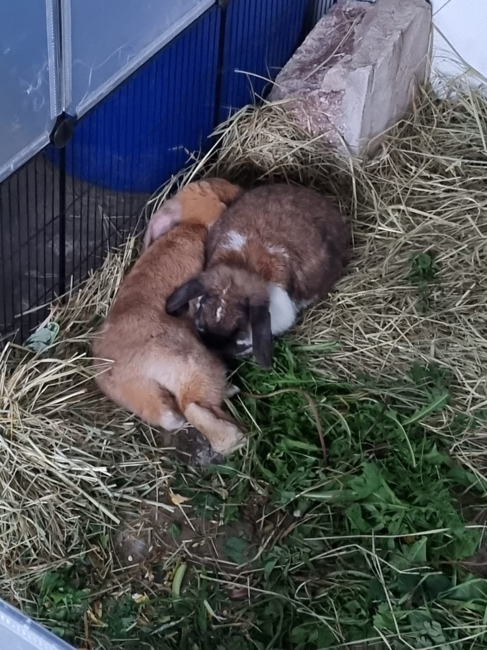 Chloè, Zoey und Shirin